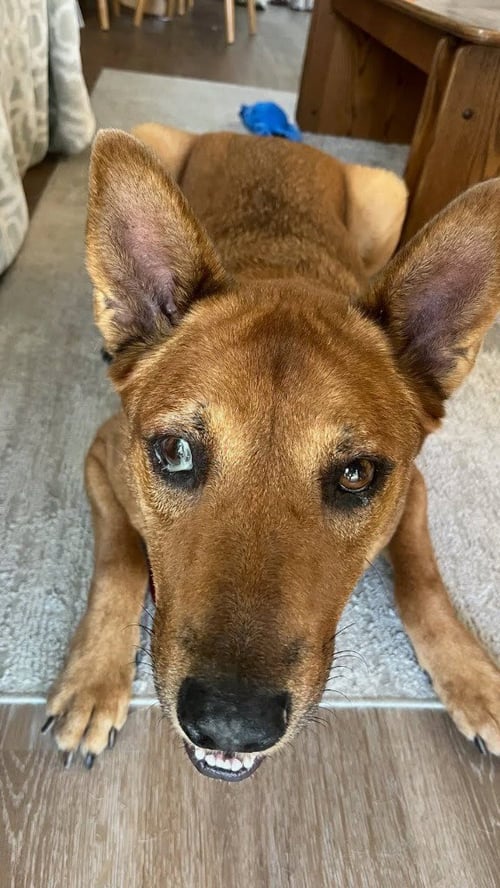 ROWLEY - ADOPT ME! - Shepherd available for adoption