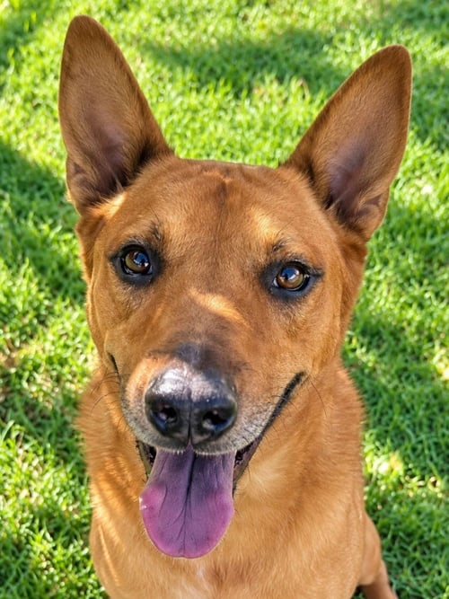 ROWLEY - ADOPT ME! - Shepherd available for adoption