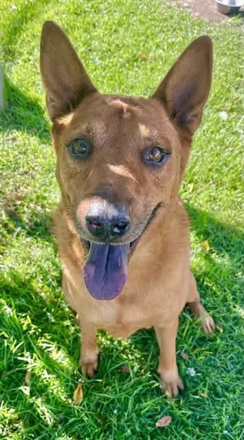 ROWLEY - ADOPT ME! - Shepherd available for adoption