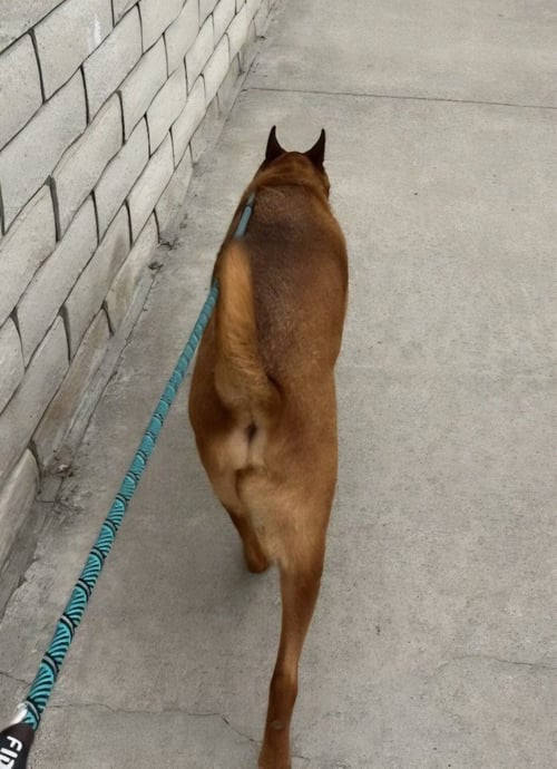ROWLEY - ADOPT ME! - Shepherd available for adoption