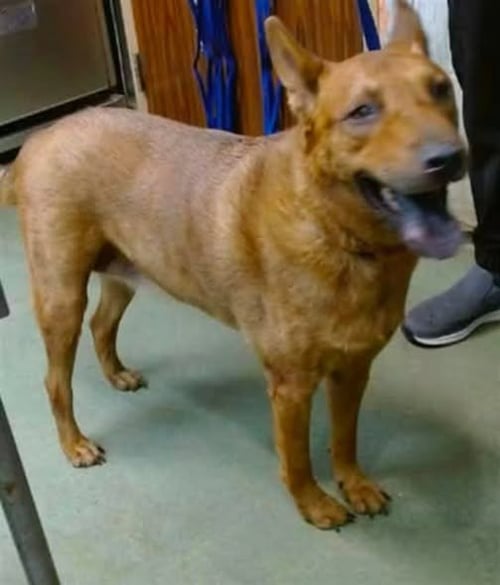 ROWLEY - ADOPT ME! - Shepherd available for adoption