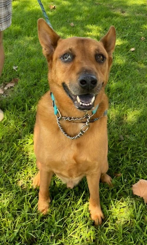 ROWLEY - ADOPT ME! - Shepherd available for adoption