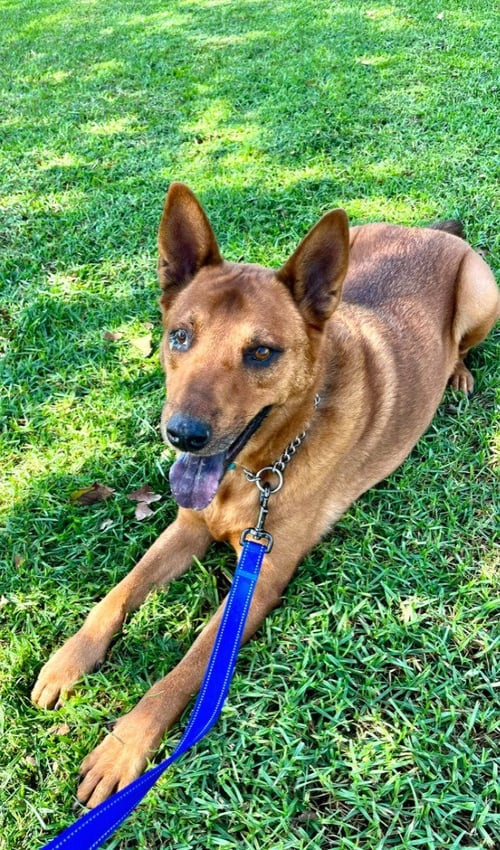 ROWLEY - ADOPT ME! - Shepherd available for adoption