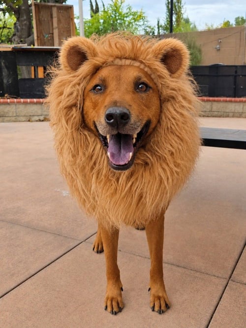 ROWLEY - ADOPT ME! - Shepherd available for adoption