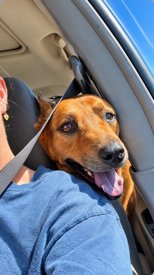 ROWLEY - ADOPT ME! - Shepherd available for adoption