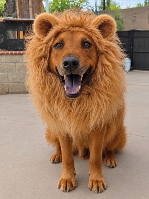 ROWLEY - ADOPT ME! - Shepherd available for adoption