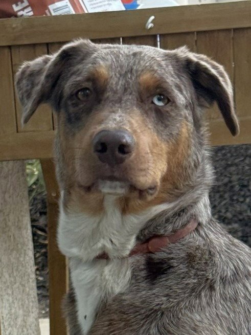 AVA (COURTESY POST) - Australian Shepherd / Border Collie available for adoption