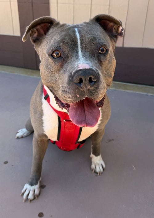 VALENTINA (COURTESY POST) - ADOPT ME!