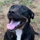 TOM - (COURTESY POST) ADOPT ME! - Rottweiler for adoption in Irvine