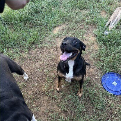 TOM - (COURTESY POST) ADOPT ME! - Rottweiler available for adoption