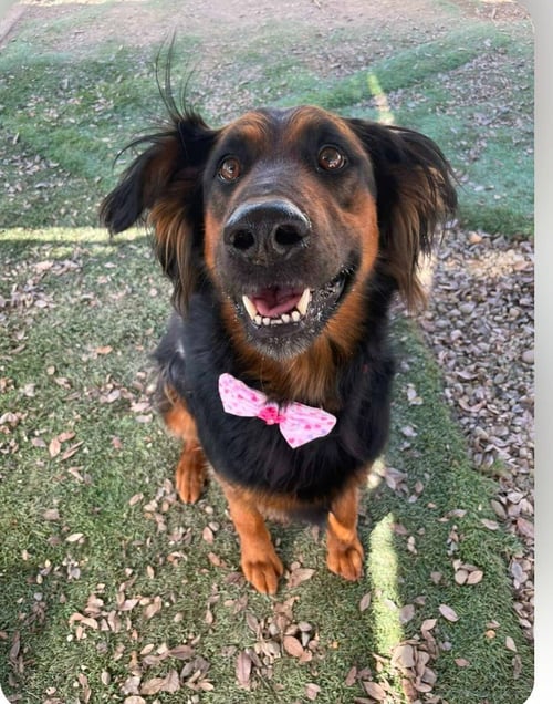 DAISY ANN - ADOPT ME! - German Shepherd Dog available for adoption