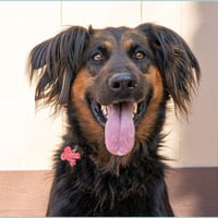 Daisy Ann - Adopt Me! - Photo 3