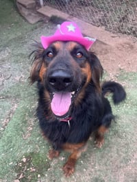 Daisy Ann - Adopt Me! - Photo 4