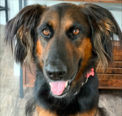 DAISY ANN - ADOPT ME! - German Shepherd Dog available for adoption