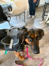 Daisy Ann - Adopt Me! - Photo 4