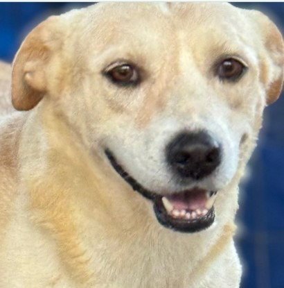 CHELSEA - (COURTESY POST) ADOPT ME!