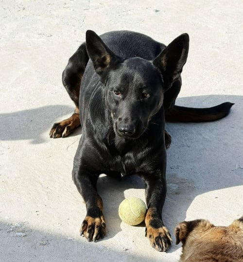 KITTY (COURTESY POST) - ADOPT ME! - German Shepherd Dog available for adoption