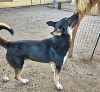 Vargo (Courtesy Post) - Foster or Adopt Me - Photo 3