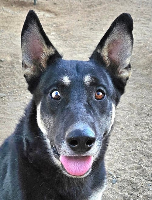 VARGO (COURTESY POST) - FOSTER OR ADOPT ME - German Shepherd Dog available for adoption