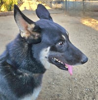 Vargo (Courtesy Post) - Foster or Adopt Me - Photo 4