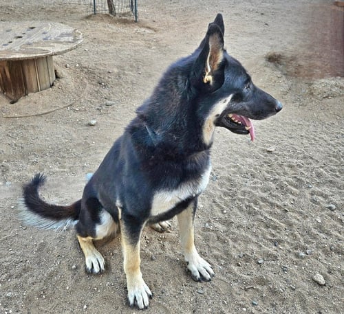 VARGO (COURTESY POST) - FOSTER OR ADOPT ME - German Shepherd Dog available for adoption