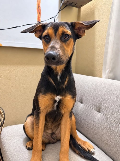 NASH  (COURTESY POST) FOSTER OR ADOPT ME! - German Shepherd Dog available for adoption
