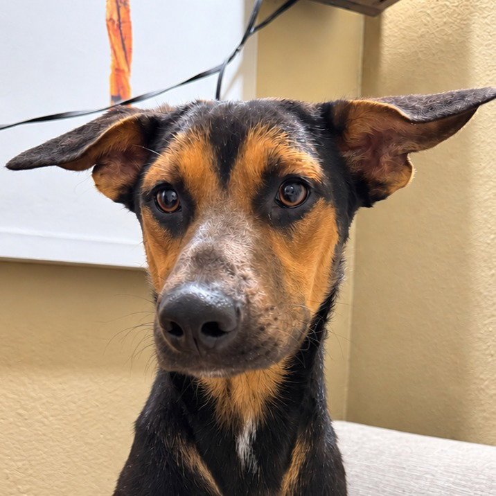 Nash  (Courtesy Post) Foster or Adopt Me! Image