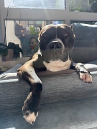 Rosie - Adopt Me! - Photo 2