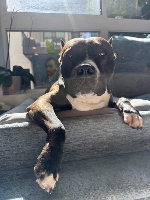 ROSIE - ADOPT ME! - American Staffordshire Terrier available for adoption