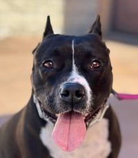 Rosie - Adopt Me! - Photo 1