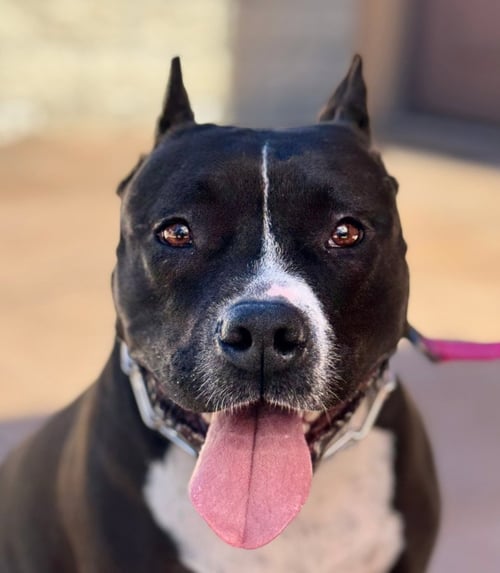 ROSIE - ADOPT ME! - American Staffordshire Terrier available for adoption