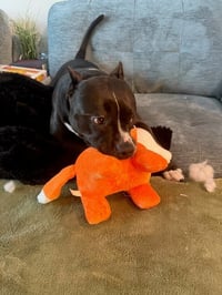 Rosie - Adopt Me! - Photo 4