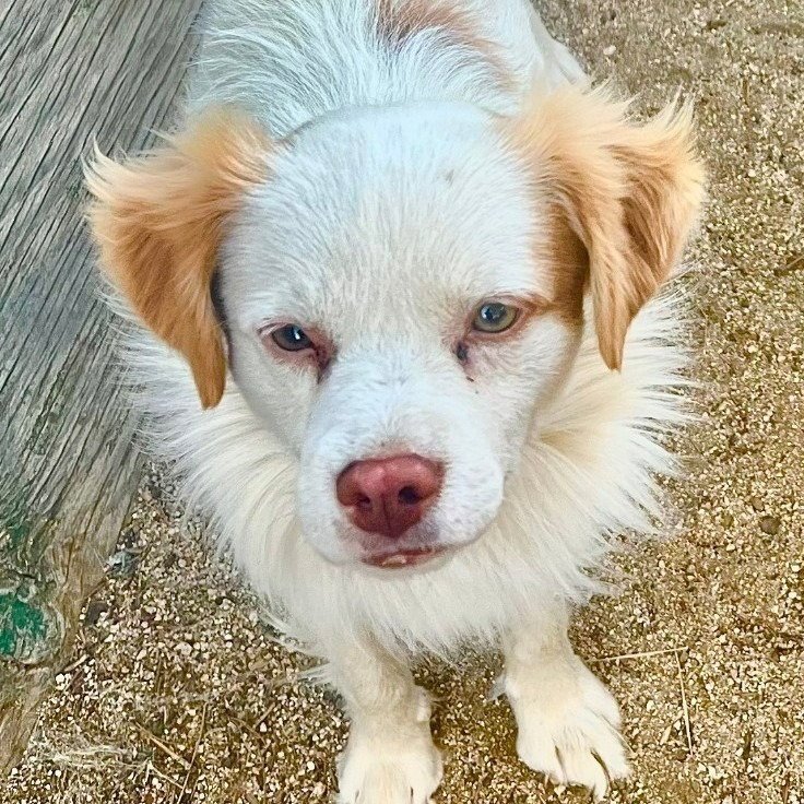 Ringo - Adopt Me! Image