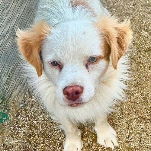 RINGO - ADOPT ME! - Terrier available for adoption