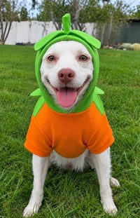 Ringo - Adopt Me! - Photo 2