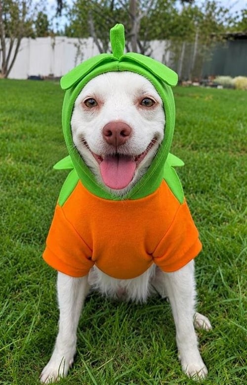 RINGO - ADOPT ME! - Terrier available for adoption