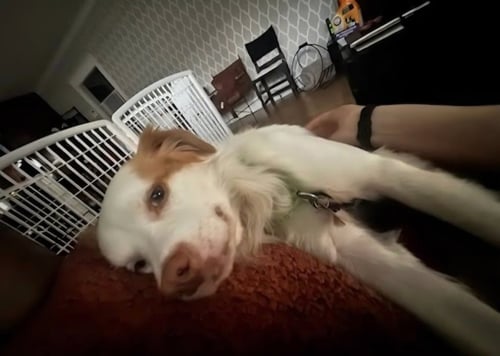 RINGO - ADOPT ME! - Terrier available for adoption