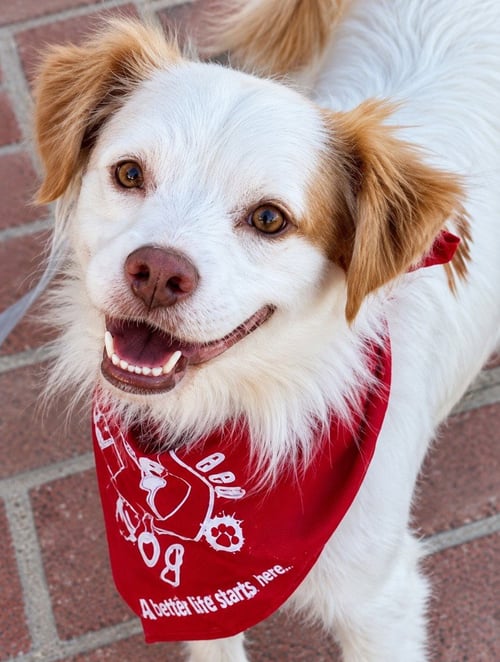 RINGO - ADOPT ME! - Terrier available for adoption