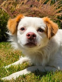 Ringo - Adopt Me! - Photo 3