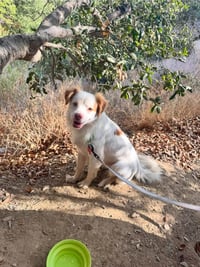 Ringo - Adopt Me! - Photo 4