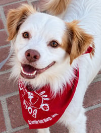 Ringo - Adopt Me! - Photo 1