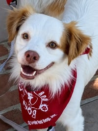 Ringo - Adopt Me! - Photo 1