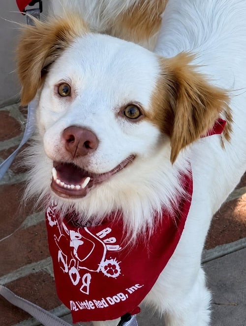 RINGO - ADOPT ME! - Terrier available for adoption