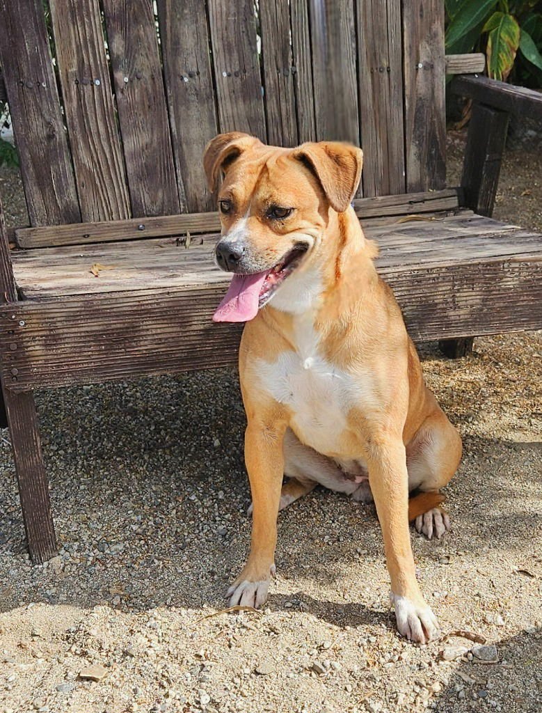 MIA (COURTESY POST) FOSTER OR ADOPT ME! - Shepherd / Labrador Retriever available for adoption