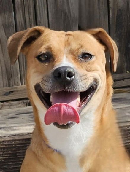 MIA (COURTESY POST) FOSTER OR ADOPT ME! - Shepherd / Labrador Retriever available for adoption