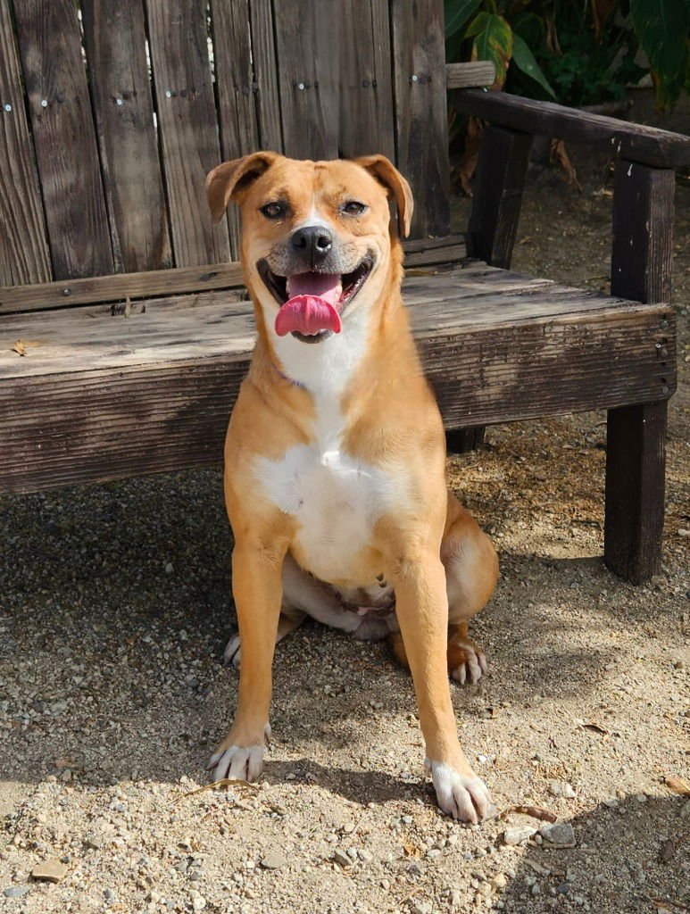 Mia (Courtesy Post) Foster or Adopt Me! - Photo 4