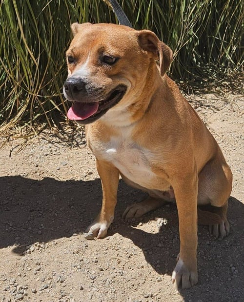 MIA (COURTESY POST) FOSTER OR ADOPT ME! - Shepherd / Labrador Retriever available for adoption