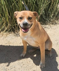 Mia (Courtesy Post) Foster or Adopt Me! - Photo 3