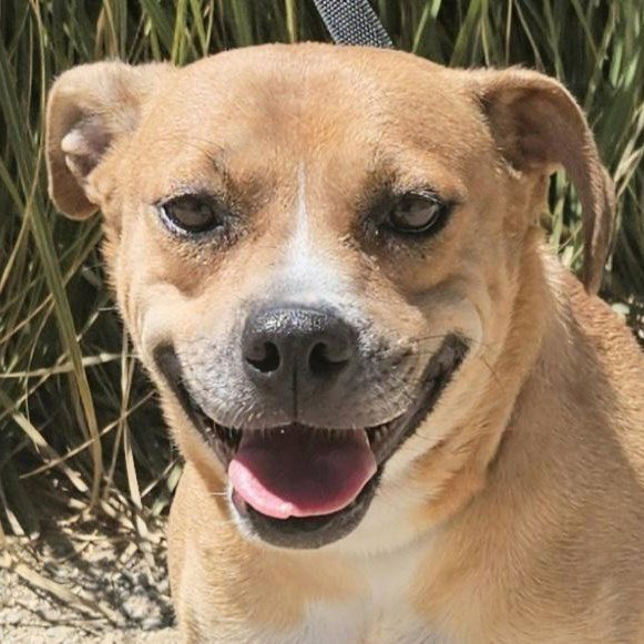 Mia (Courtesy Post) Foster or Adopt Me! Image