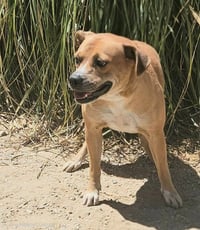 Mia (Courtesy Post) Foster or Adopt Me! - Photo 4